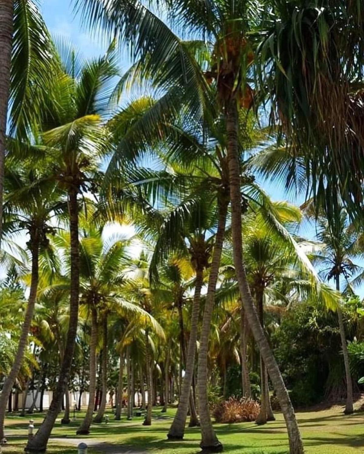 Studio Mojito Vue Mer,Piscine Avec Cuve Eau Et Acces Plage Et Piscine Anse Des Rochers Saint-Francois (Grande-Terre) Exterior foto